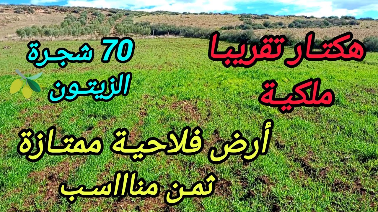 2026-2-8 : تقريبـا هكتـار ملكية ، به 70 زيتونة 🫒 ، أرض فلاحية ممتازة . الهاتف ☎️  0652902061