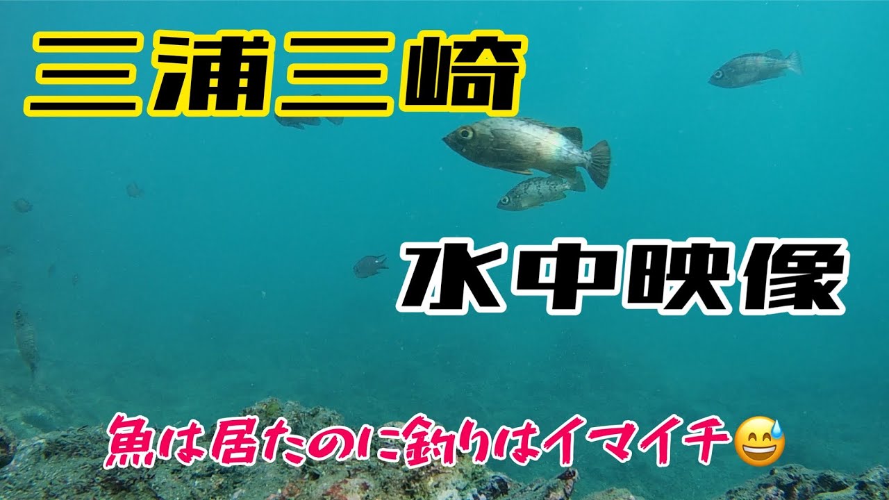 三浦三崎水中映像