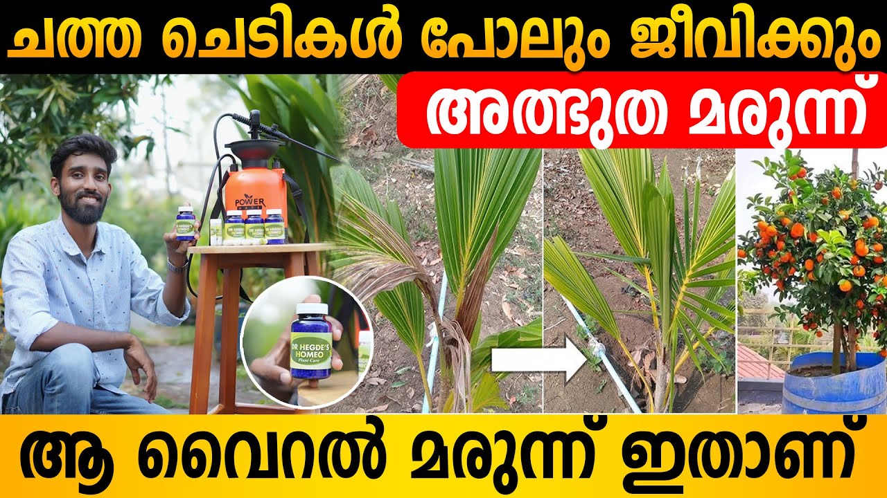 തെളിവ് ഉൾപ്പെടെ | ചെടികൾക്കുള്ള ദിവ്യ ഔഷധം | Best Organic Fertilizer #fruitplants #agriculture