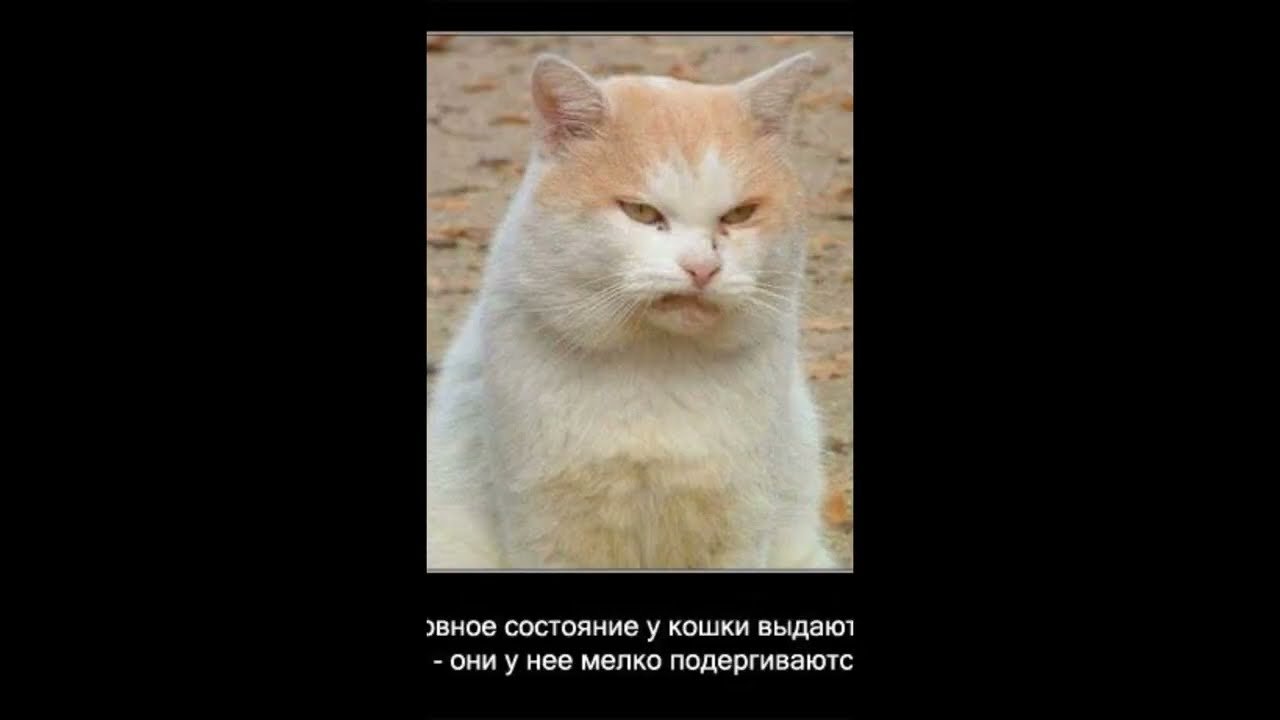 3 ИНТЕРЕСНЫХ ФАКТА О КОТИКАХ!!!