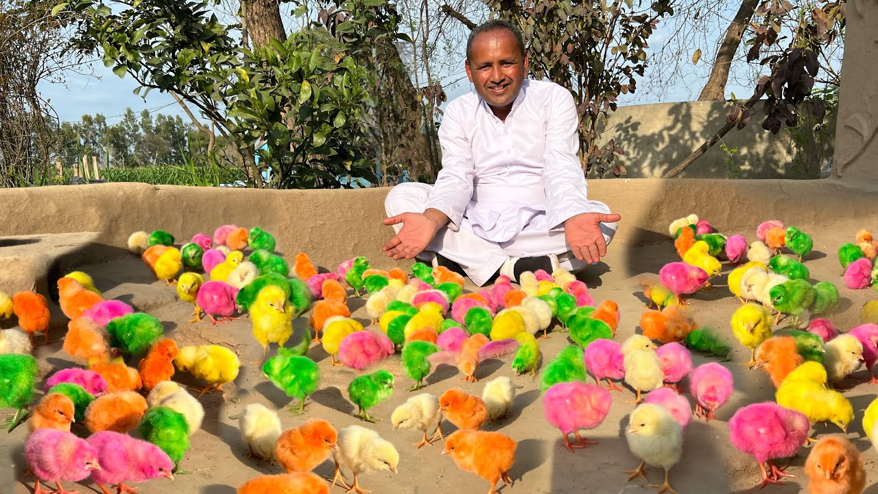 LOVELY Hen Baby Chicks | Many Coloured Chicken Baby, Coloured Chicks, Baby Chicken