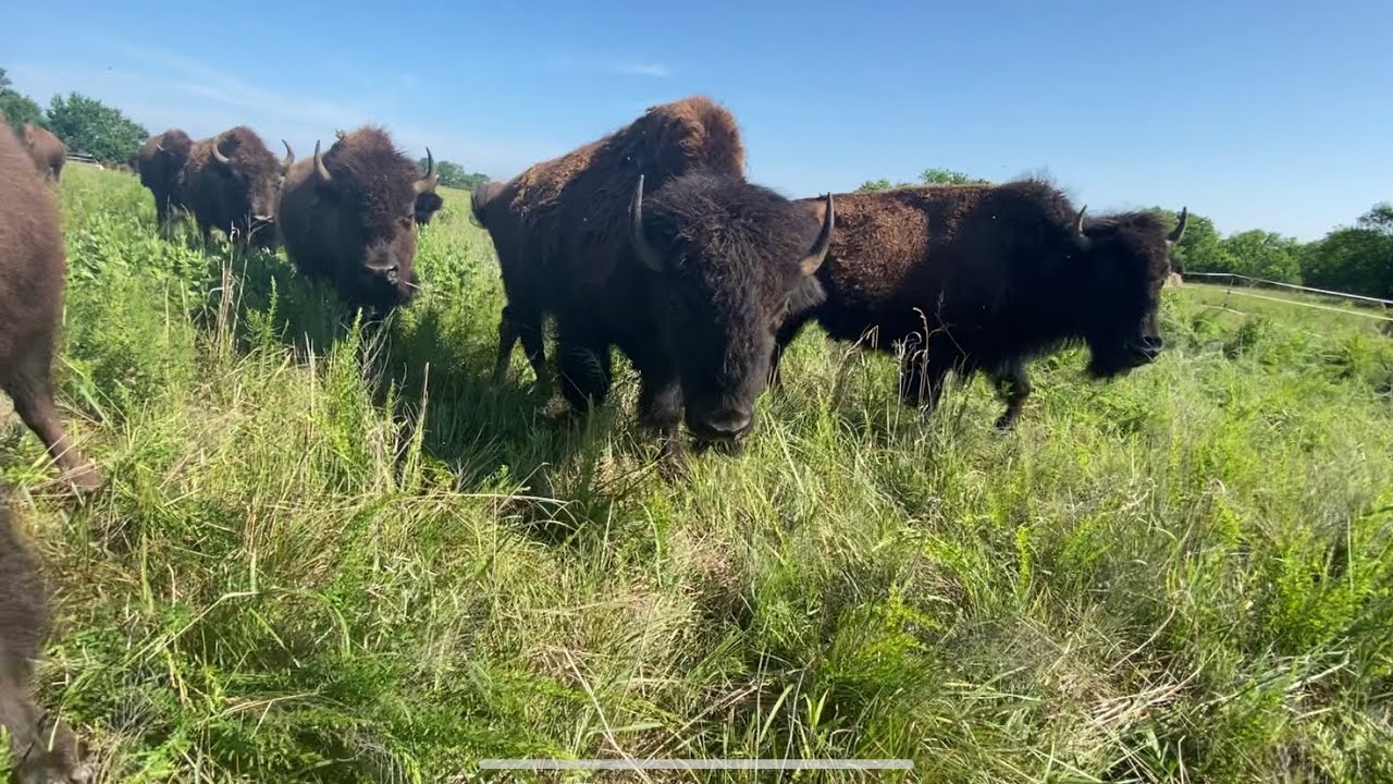 How to call Buffalo