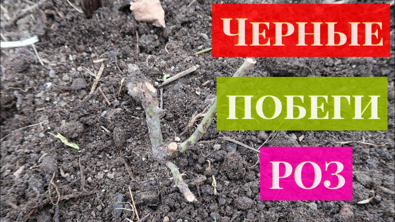Розы после зимы ! почернели побеги. Не спешите выкапывать. Реанимация. Roses after winter!
