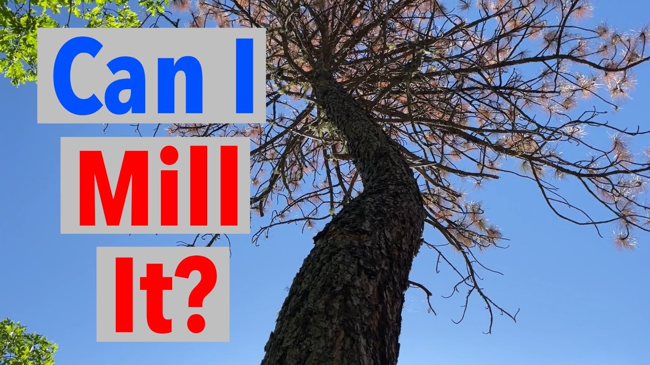 Straightening a Crooked Pine Tree w Woodmizer LT15 Sawmill