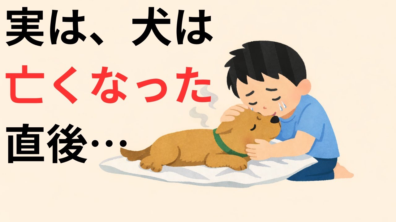 【後悔しないために】愛犬が亡くなった時に知っておくべき7つのこと