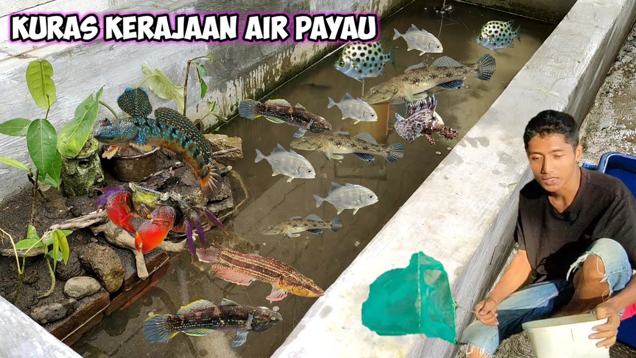 KURAS KERAJAAN IKAN AIR PAYAU