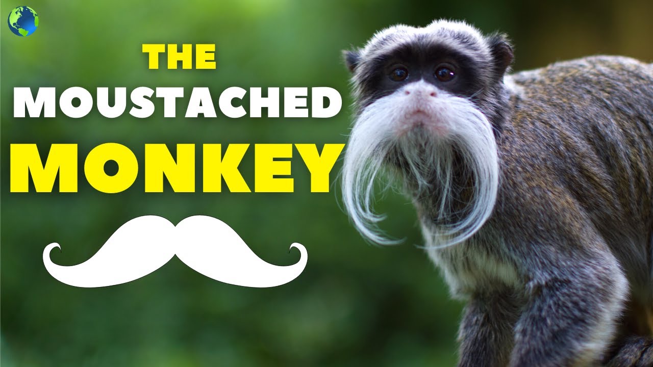 Emperor Tamarin