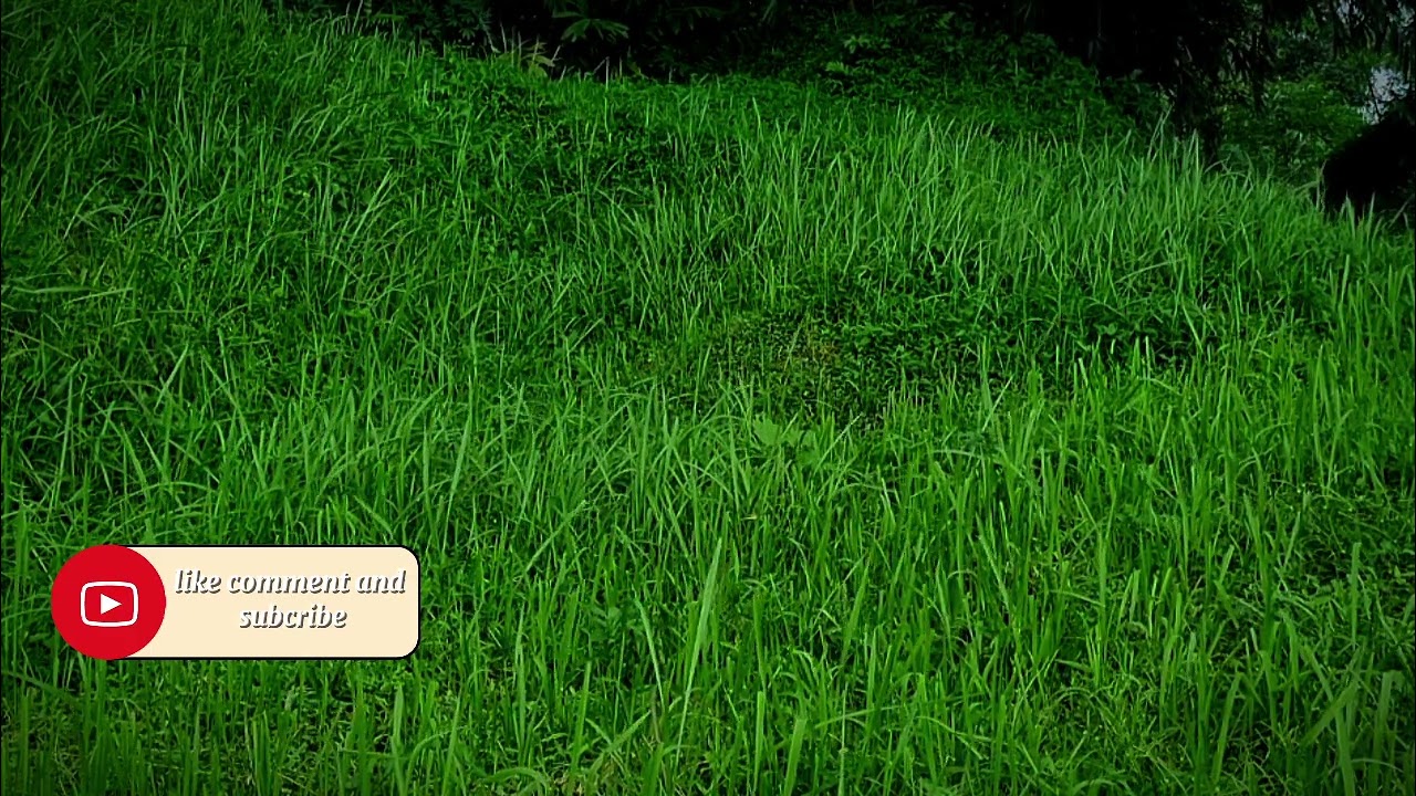 Relaxing sound Wild Botany: Untamed Grasses for Serenity & Stillness @relax-l1b 