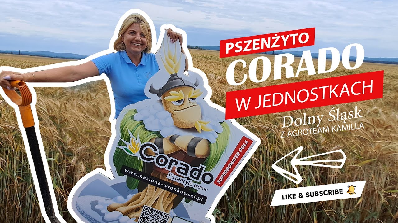 Corado - pierwsze pszenżyto w jednostkach siewnych. Jak wygląda w lipcu, jaka norma wysiewu na ha?