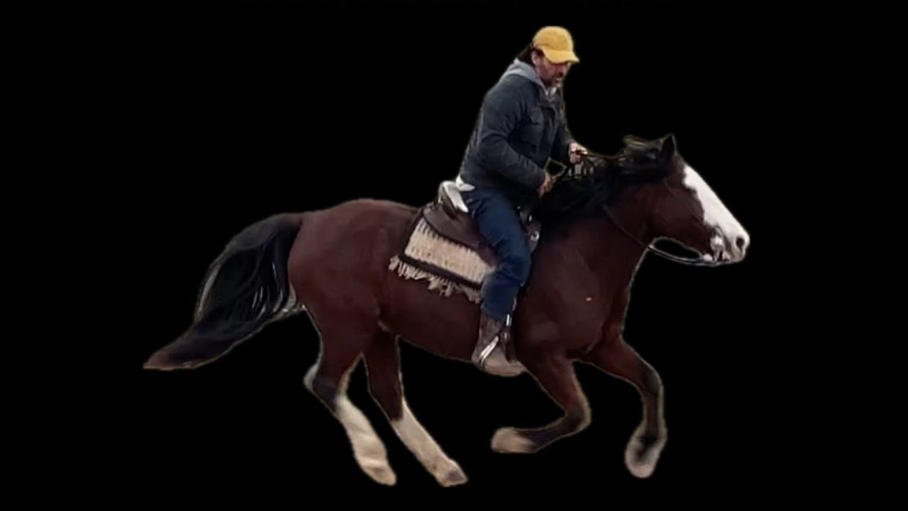 Criollo Horse from Argentina with Cristobal Scarpati