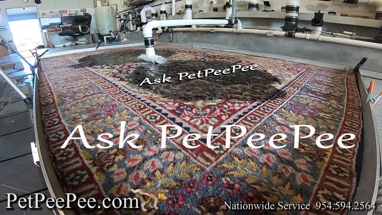 Ask PetPeePee How to Care for Wool Antique Rug in Home