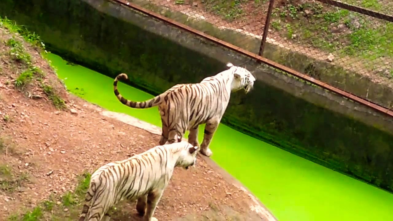 White tigers are swimming in water in  Nandankanan zoology park.