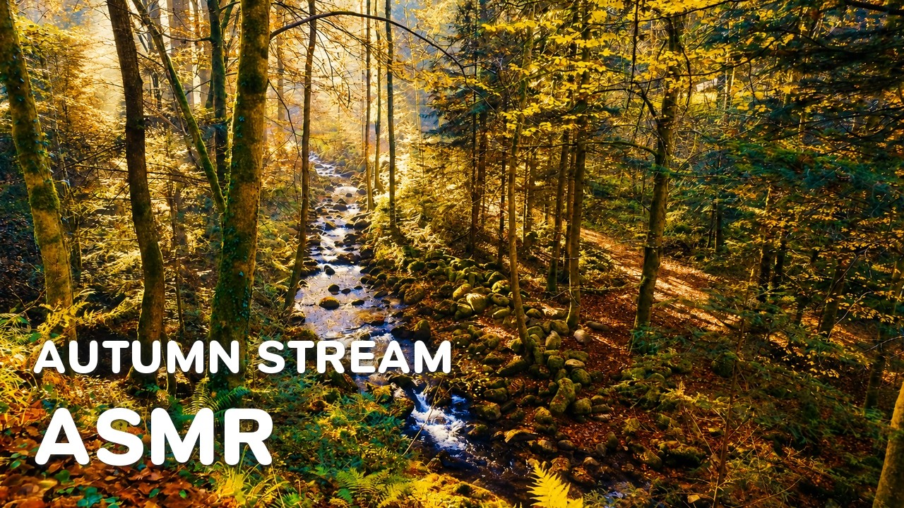 🍁 ASMR Forest Stream: Утренний свет и осенняя атмосфера | Расслабляющие звуки птиц #RelaxedJourneys