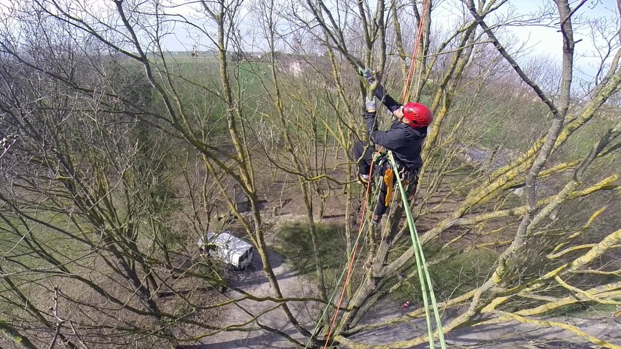 Potatura Di Una Quercia In Treeclimbing