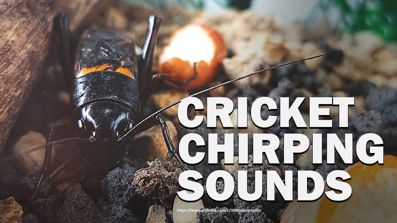 Cricket Chirping Sound Effect No Loops - 1 Hour and 40 Minutes