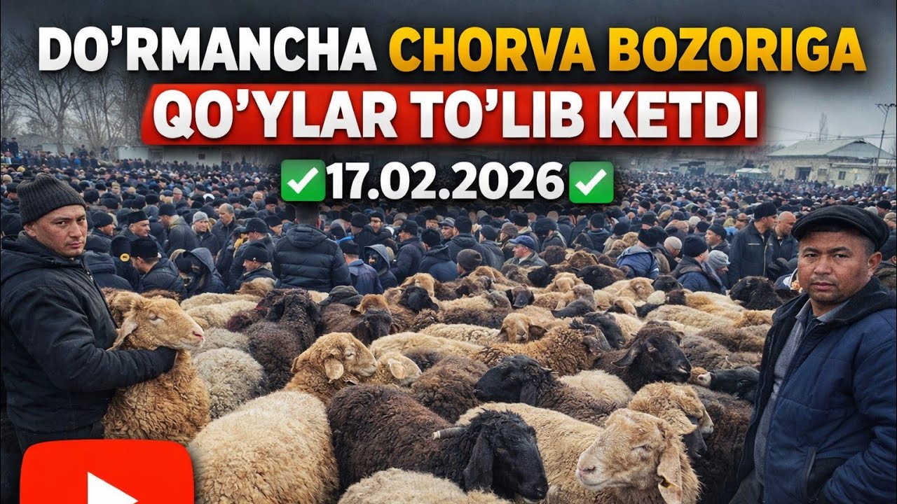 DOʻRMANCHA CHORVA BOZORI QOʻYLAR TOʻLIB KETDI. 17.02.2026✅️✅️✅️