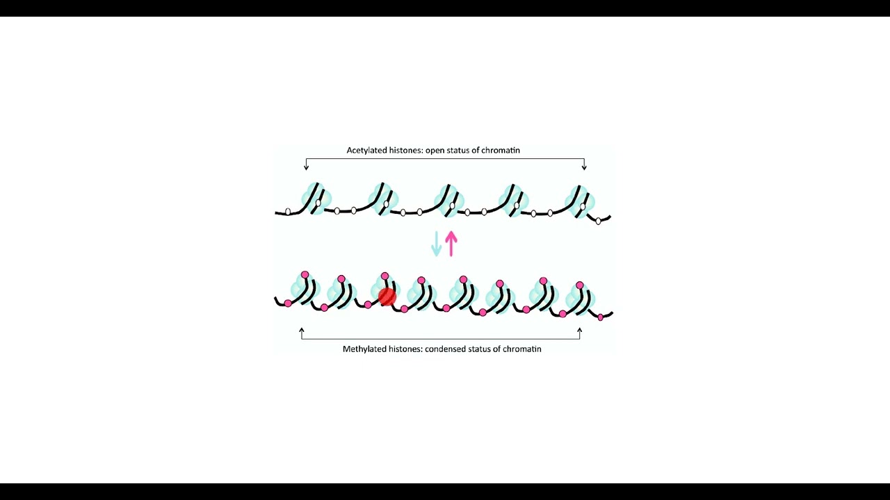 Chromatin
