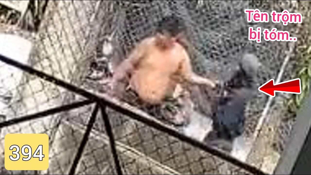 Tên trộm chuẩn bị rời đo thì ông chú chạy ra tóm gọn...