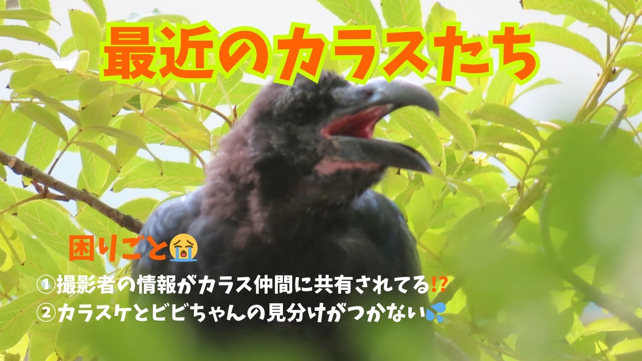 最近のハシブトファミリー Recent crow family