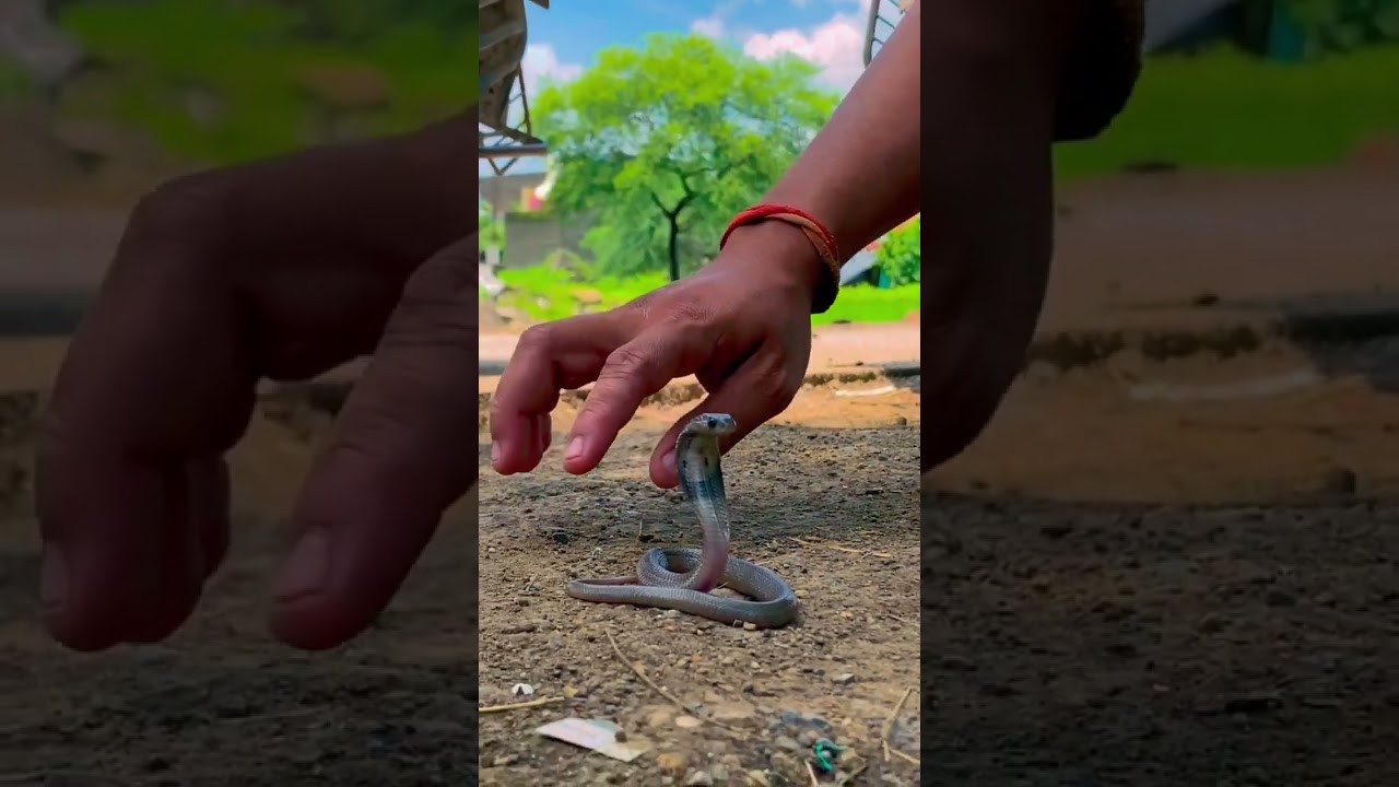 🦅🐍baby cobra rescue