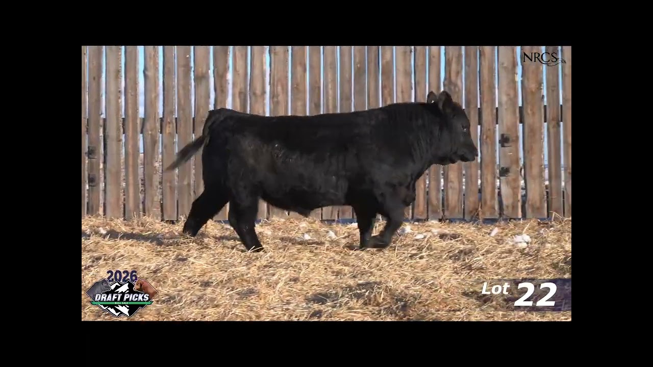 Draft Picks Bull Sale Videos 2026