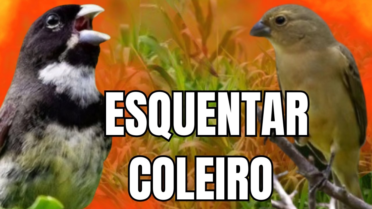 ESQUENTAR COLEIRO TUI TUI COM FÊMEA CHAMANDO E COLEIRO TUI TUI PARA ESQUENTAR COLEIRO TUI TUI
