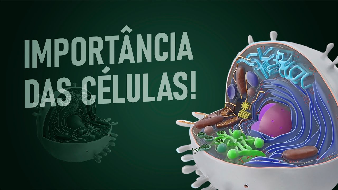 Você conhece as células essenciais da cirurgia plástica?