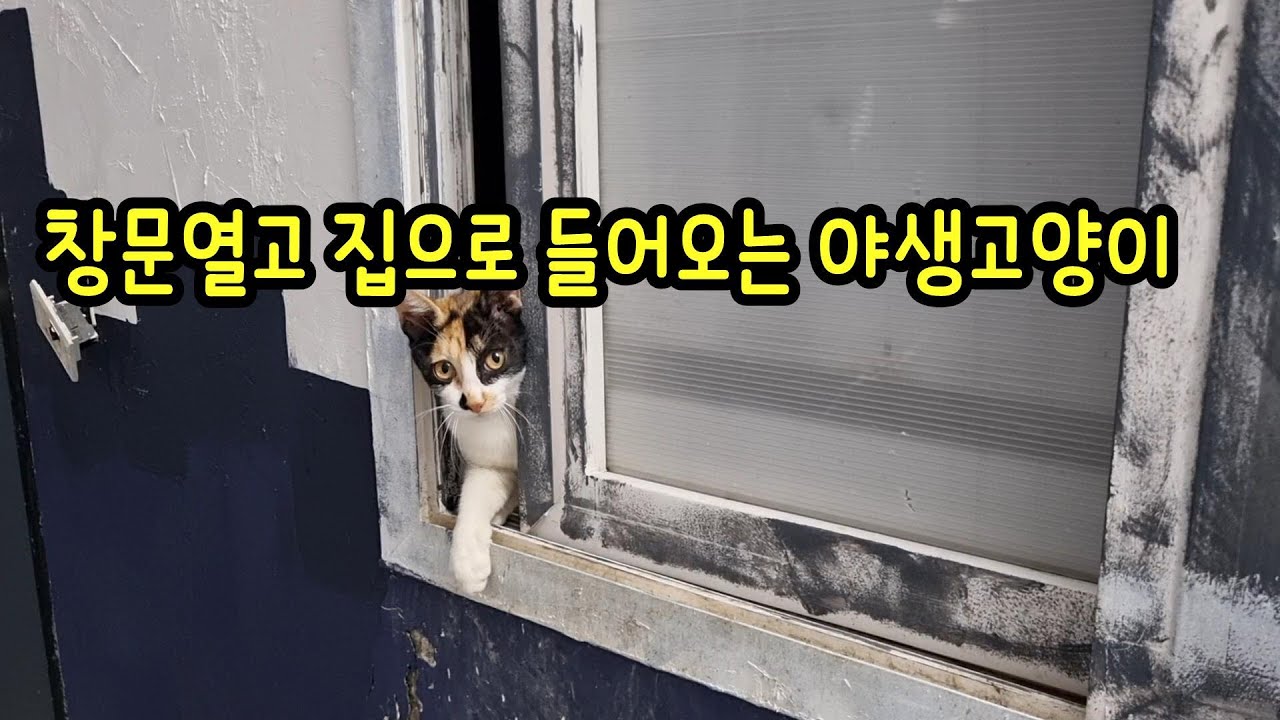 스스로 창문열고 들어오는 길고양이