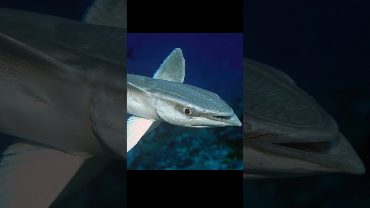 Remora Fish, Sea Turtle and Shark!