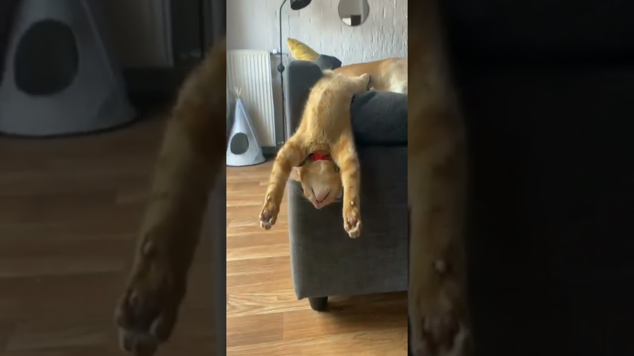 Animaux dr&ocirc;les et mignons #87 😹🐈🐱 Chat dr&ocirc;le Crazy cat