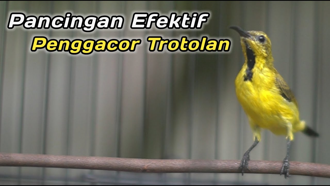 PANCINGAN PENGGACOR SOGON AGAR CEPAT NEMBAK NGKLEPER‼️CUIT CUIT CERR BIKIN SOGON DISITU RESPON