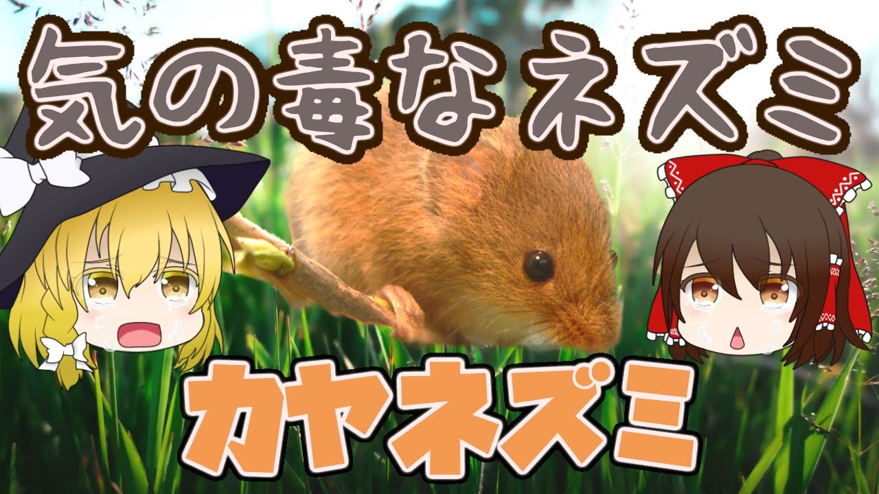 【ゆっくり解説】不憫で気の毒なネズミ？カヤネズミ【へんないきもの#19】