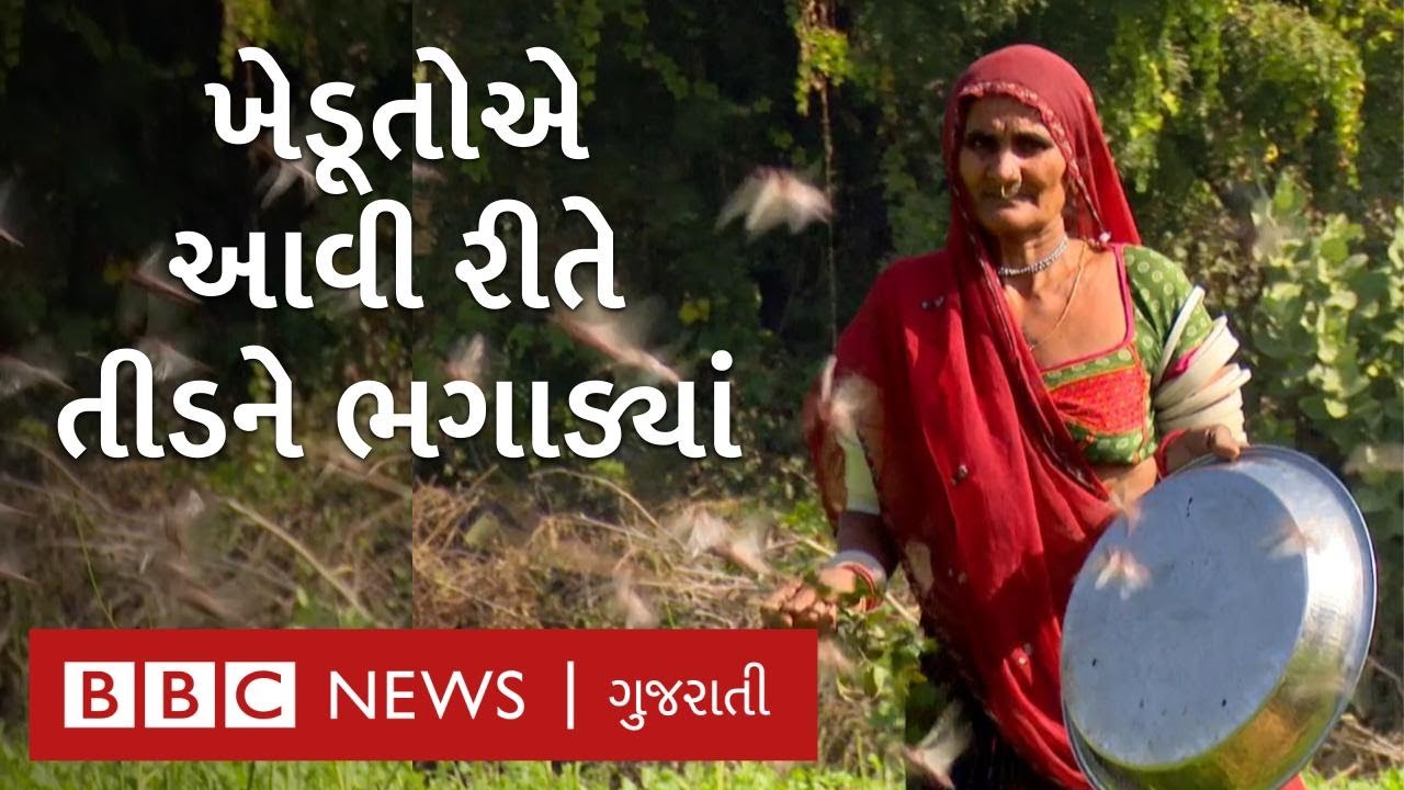 Locust invasion: How do Gujarat farmers drive away locusts from their fields?