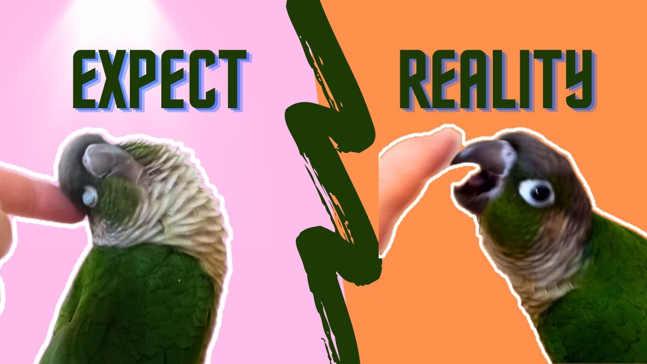 What You Should Know Before Buying a Parrot