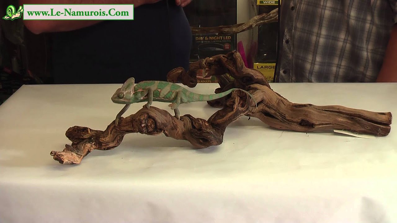 Le caméléon Calyptratus