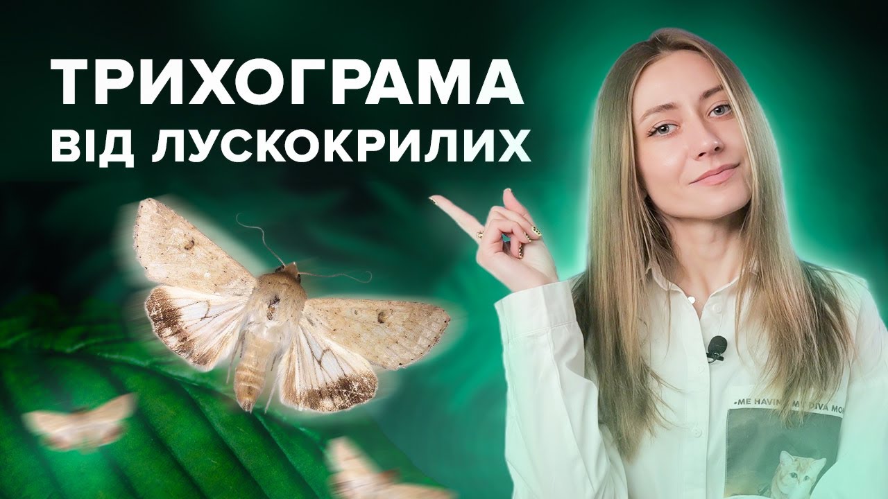 ЯК ЗАХИСТИТИ КУКУРУДЗУ ВІД БАВОВНИКОВОЇ СОВКИ ТА СТЕБЛОВОГО МЕТЕЛИКА?