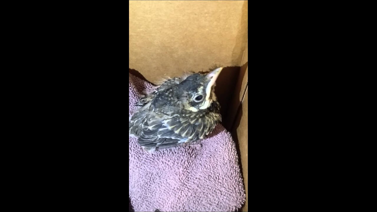 A baby bird my dad found in our front yard