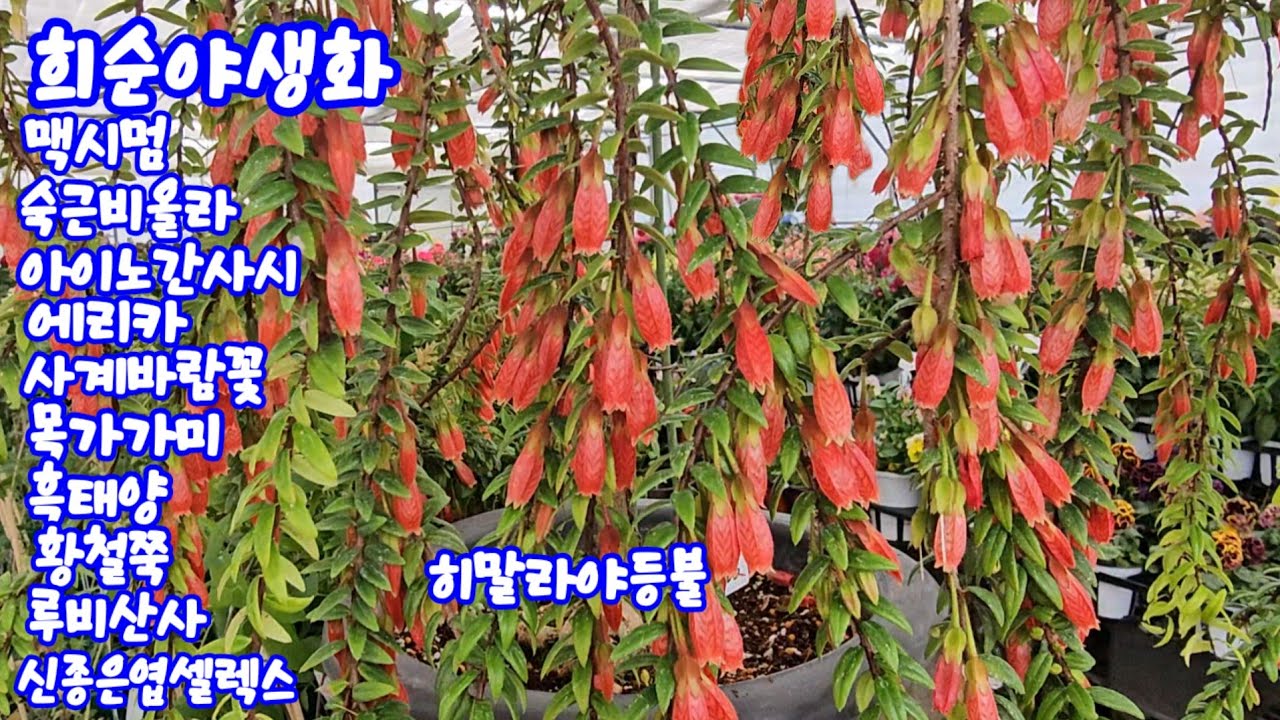 #희순야생화 3.9일#맥시멈#수입비올라#아이노간사시#에리카#숙근사루비아#무늬곰취#영춘화#목가가미#신종학옹#자혈두견#루비산사#덜꿩#차이나스노우볼#오까메벚나무#황목단#세작베고니아 