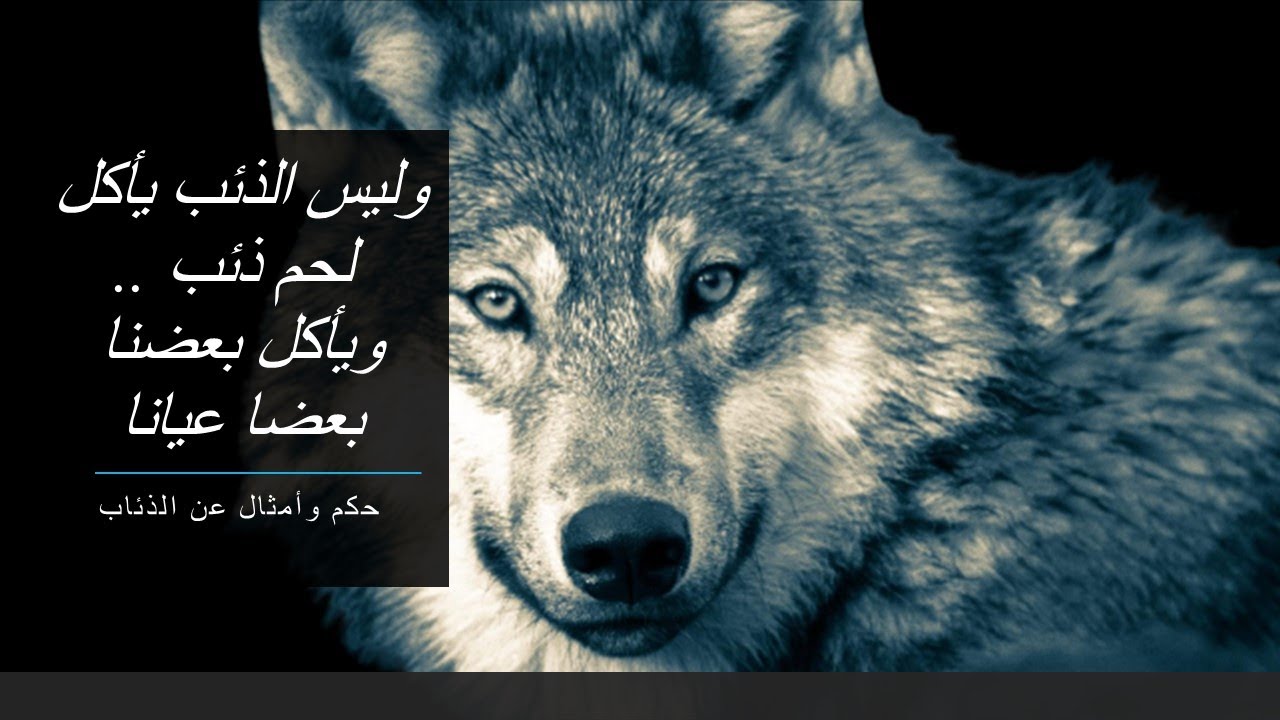 قد تحتاج يوماً ما لرفقة الذئب // أقوال وأمثال واقتباسات عن الذئاب