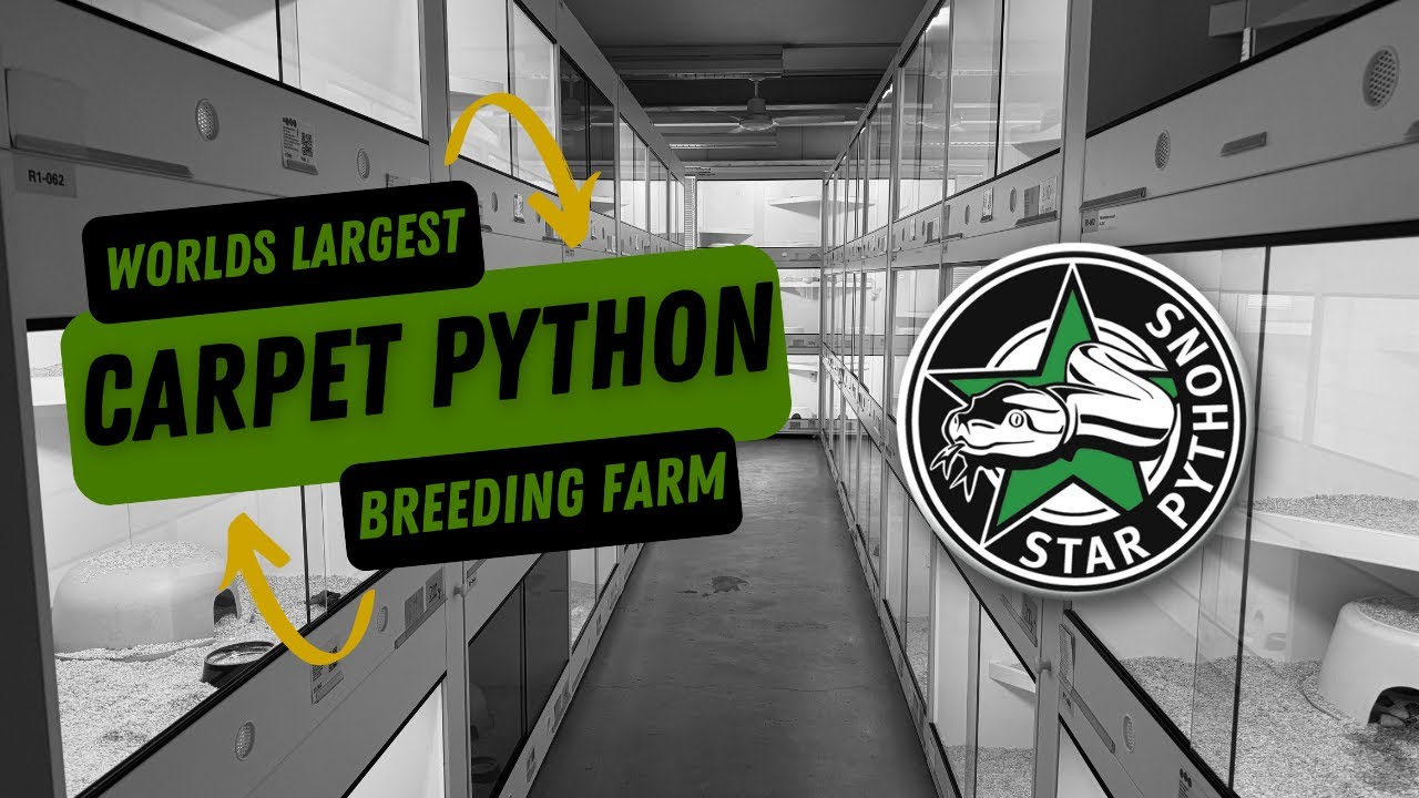 StarPythons Facility Tour 2025 - Inside the worlds largest CARPET PYTHON breeding farm