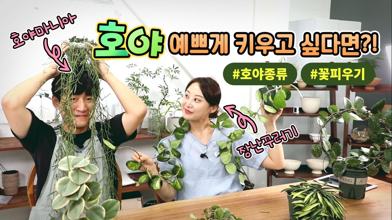 호야키우기 A to Z 예쁘게 키우는 방법부터 호야꽃피우기 방법까지! 번식방법이 궁금하다면?! ㅣWax plant