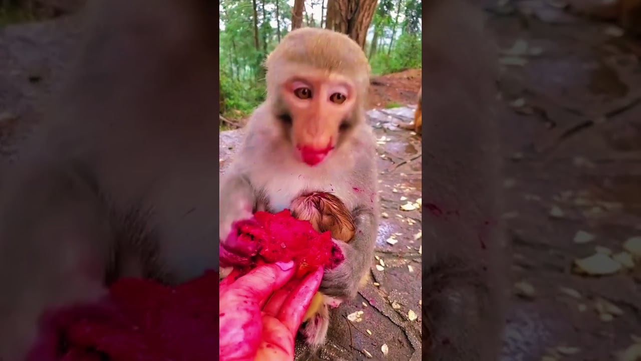 monkey short video monkey very nice seen monkey funny videos #viral #subscribe