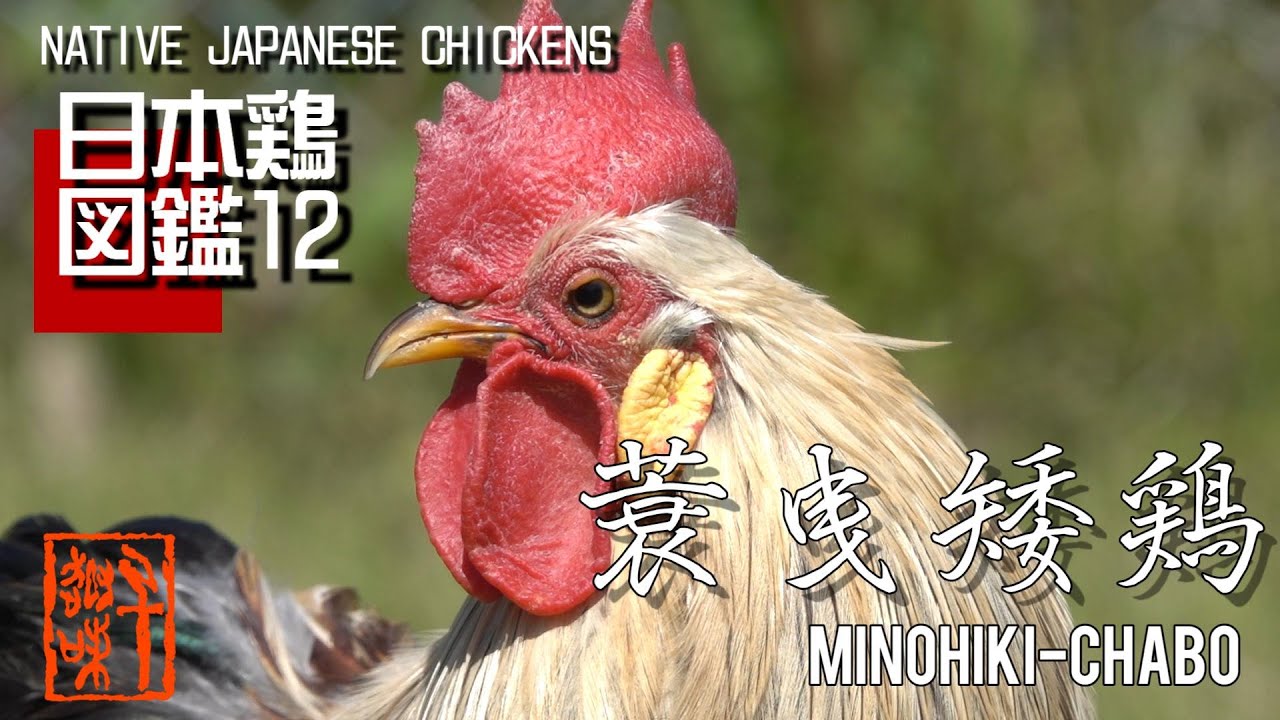 日本鶏図鑑12　蓑曳矮鶏　The World of Native Japanese Chickens