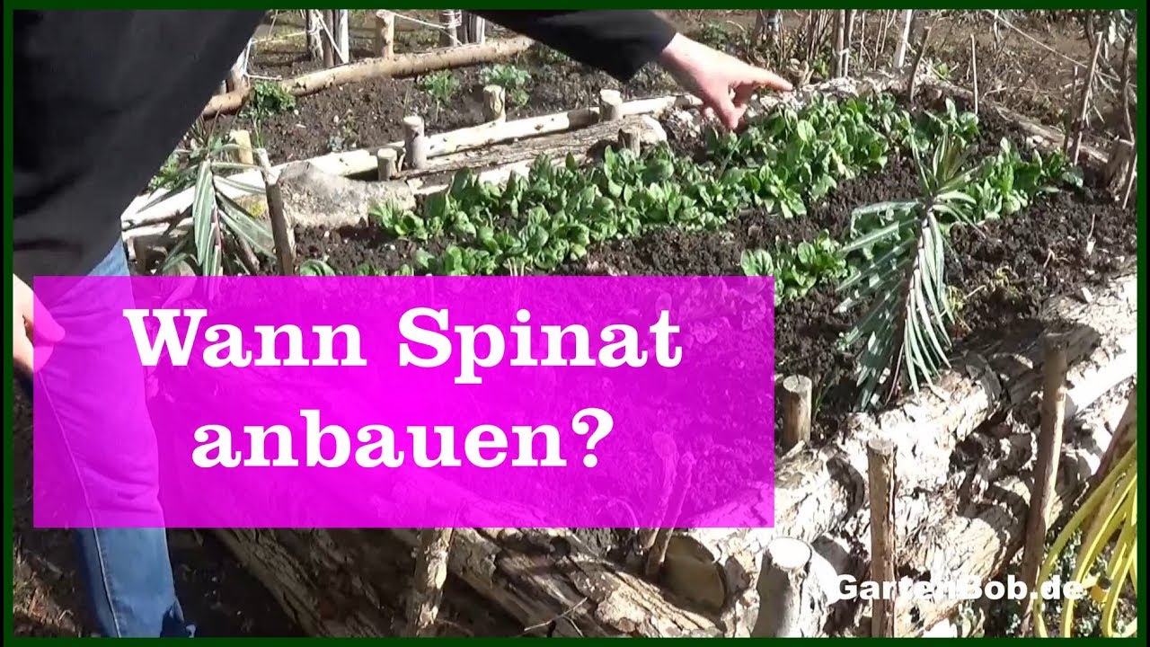 Spinat anbauen, wann pflanzen?