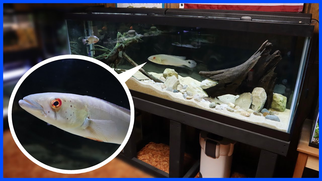 Adding MONSTER FISH To 125G AQUARIUM!