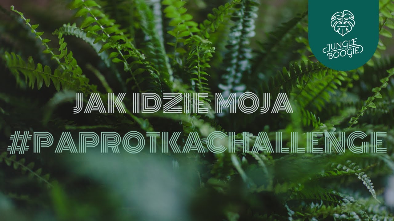 PAPROTKA CHALLENGE🪴Czy wszystkie moje paprocie przeżyły? Jak podlewam i pielęgnuję paprotki?