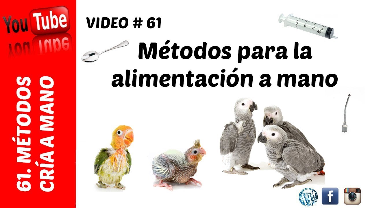 Como dar de comer a un loro o ave papillera