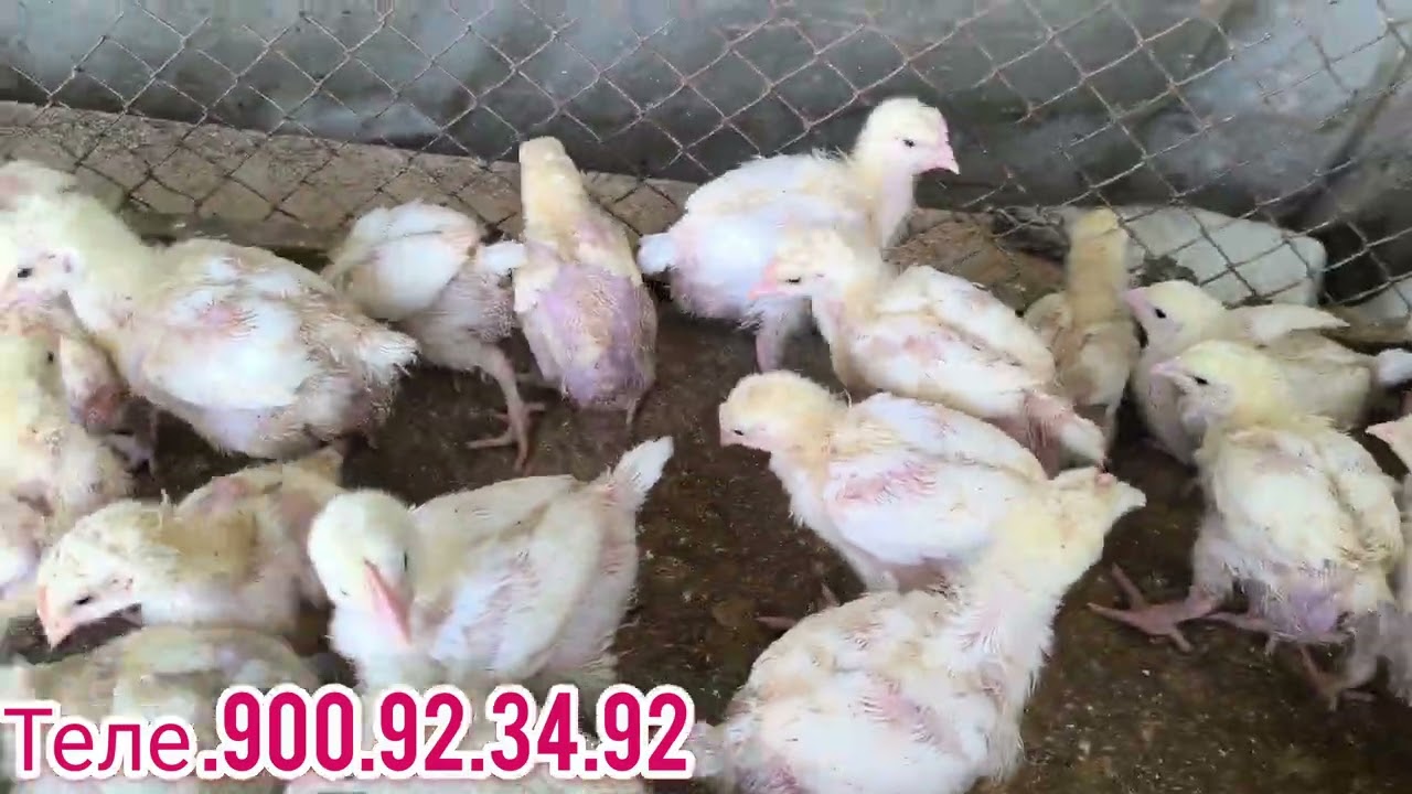 1000 дона чуча дар фуруш мархамат занг занед.900.92.34.92