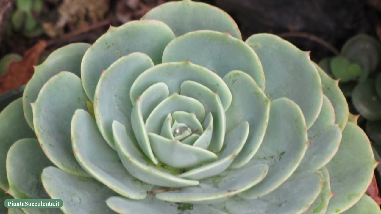 Echeveria: 10 varietà popolari da coltivare a casa  L'ultima è rarissima!