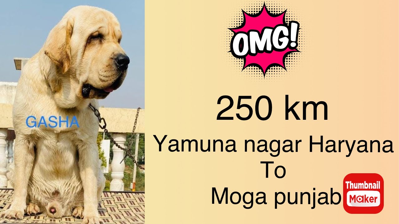 Breeding life 1st mini vlog 😇 / No .1 English Labrador  stud in north India  🇮🇳